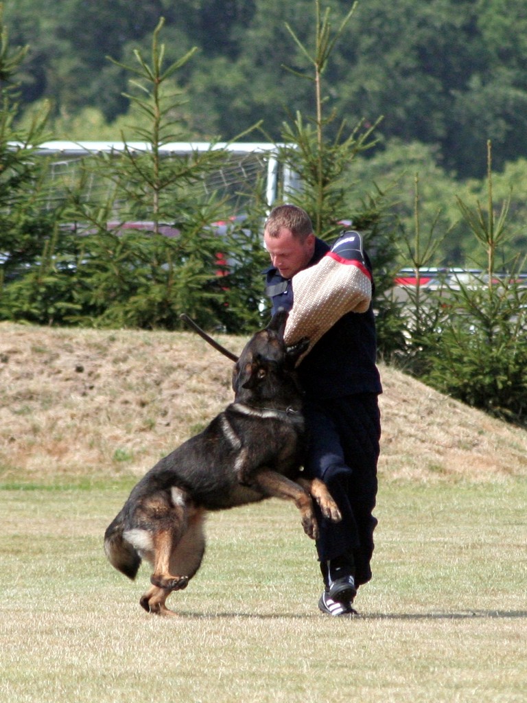 LGA Sachsen 2015, Schäferhund von der Traubeneiche beim Schutzdienst