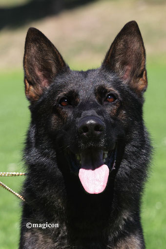 hund im portrait, schaeferhund, schäferhund